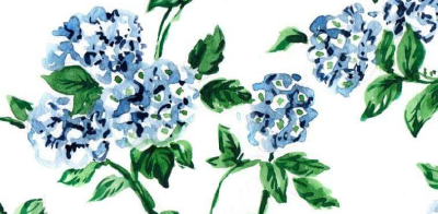 Hydrangea